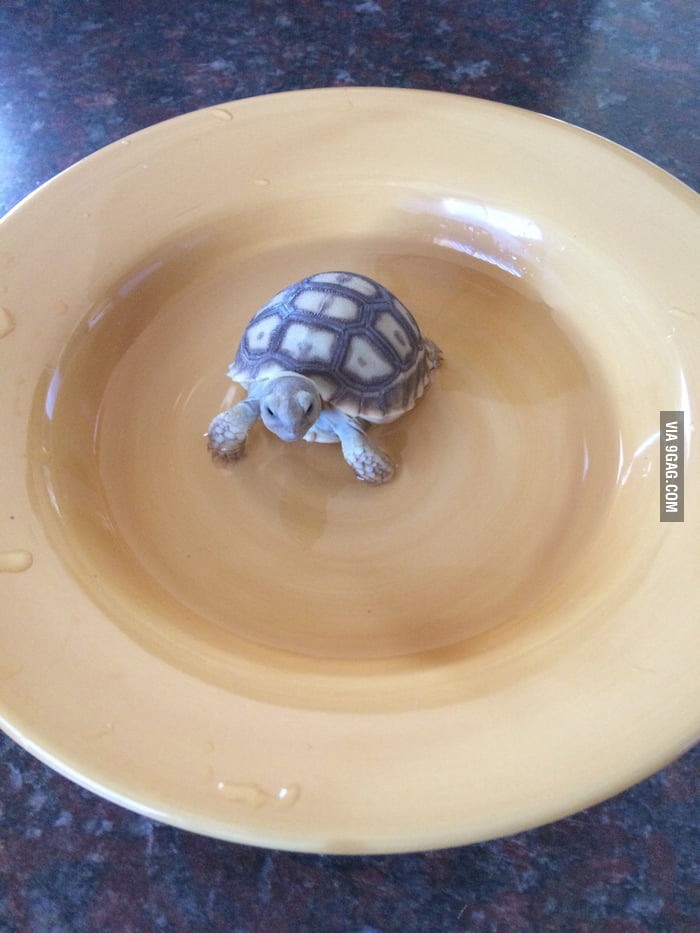 Baby Sulcata Tortoise 9GAG