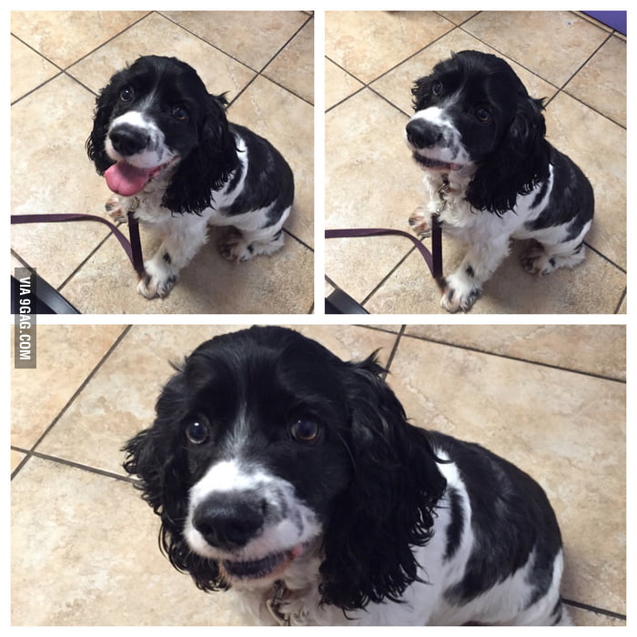 The moment he realized we went to the vet instead of the dog park. - 9GAG