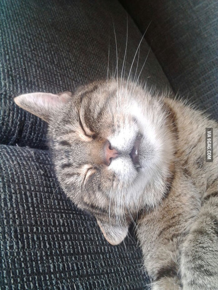 My cat was happy today - 9GAG