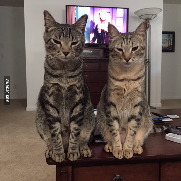 This is what happens when you won't share food with your cat 9GAG