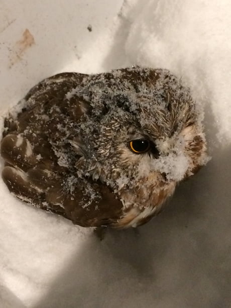 I Found A Baby Owl In My Back Yard Help 9gag