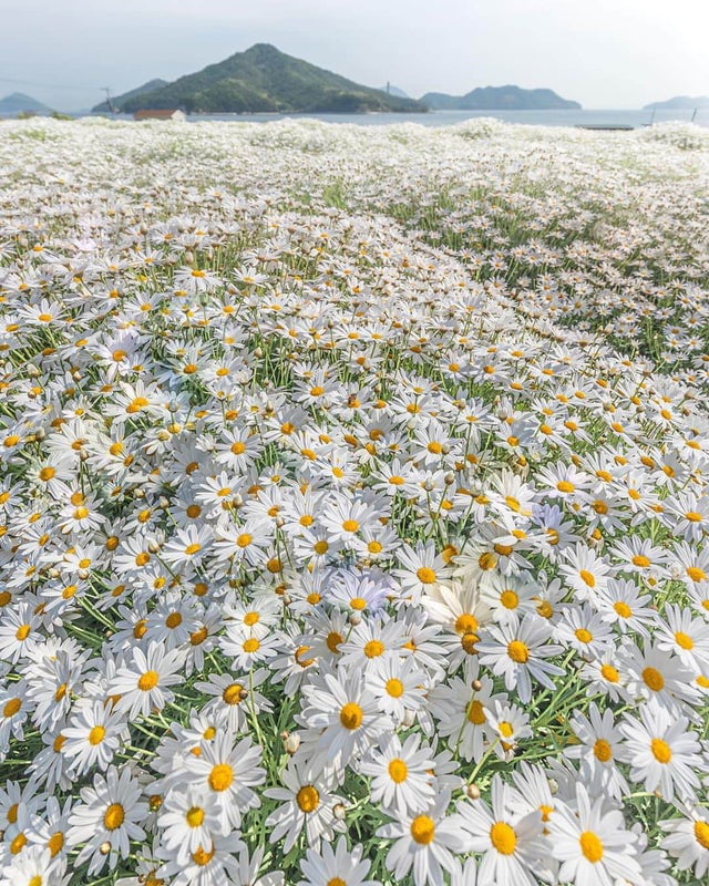 This Field Of Daisies After A Rough Day 9GAG