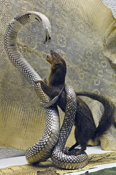 cartoon mongoose vs cobra