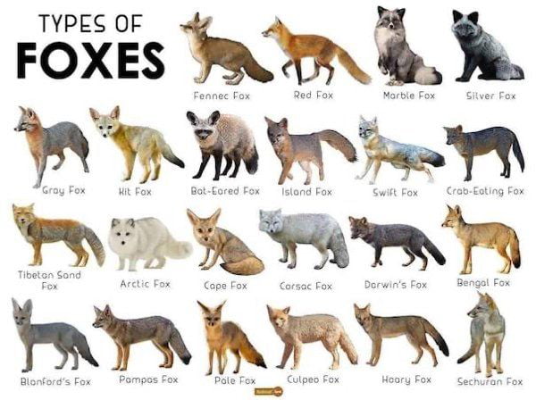 What does the fox say - 9GAG