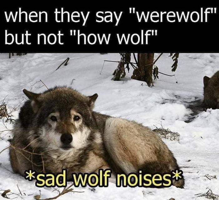 Why wolf? - 9GAG