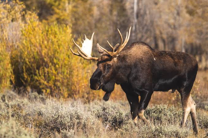 If you feed a moose, it may become aggressive and attack the next human ...