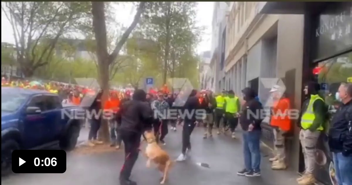 Man kicks dog amidst a fight outside the CFMEU Australia. - 9GAG