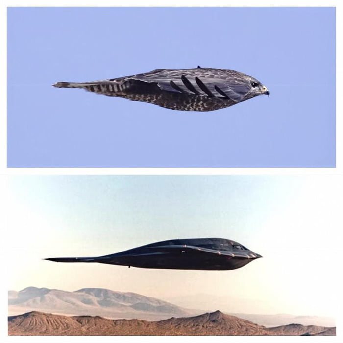 Peregrine Falcon And A B2 Bomber - 9GAG