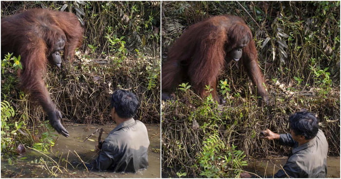 This wild Orangutan tried to save a man from a snake infested pond ...