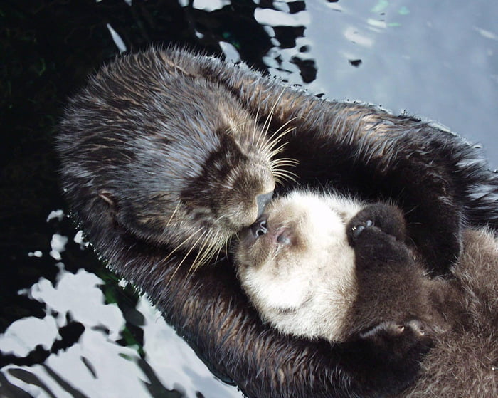 Adorable sea otters floating - 9GAG