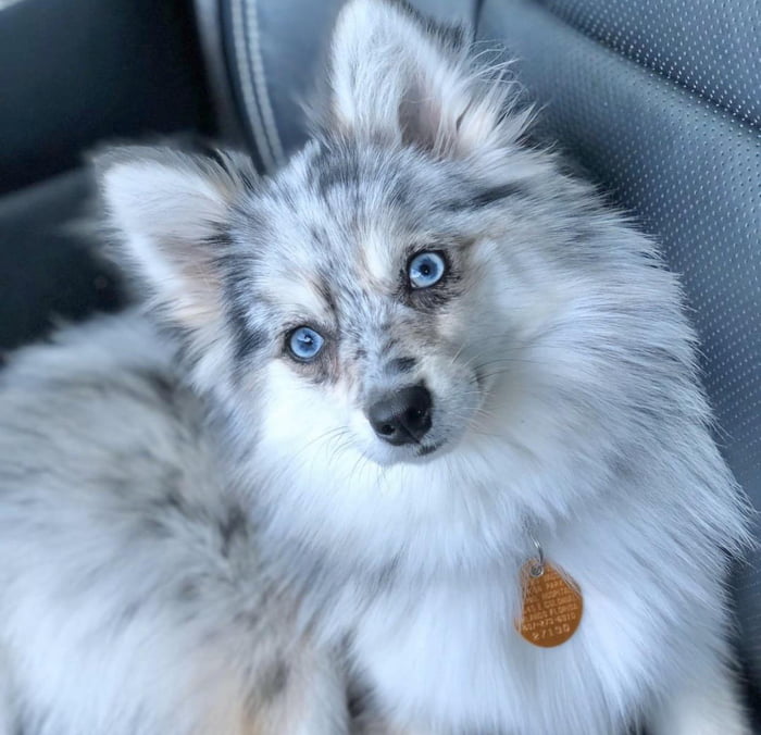 Blue clearance merle pomsky