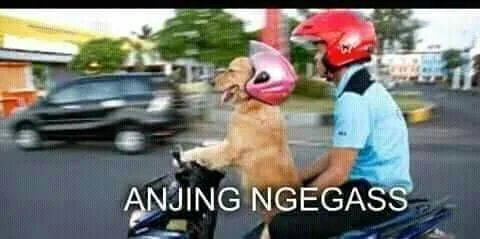 Kasih gw meme anjing kalian di comment, buat tambahan koleksi