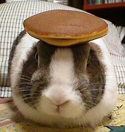 Bunny pancake $BUNNY