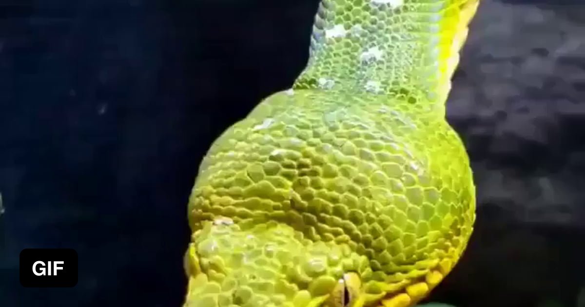 Emerald tree boa yawning - 9GAG