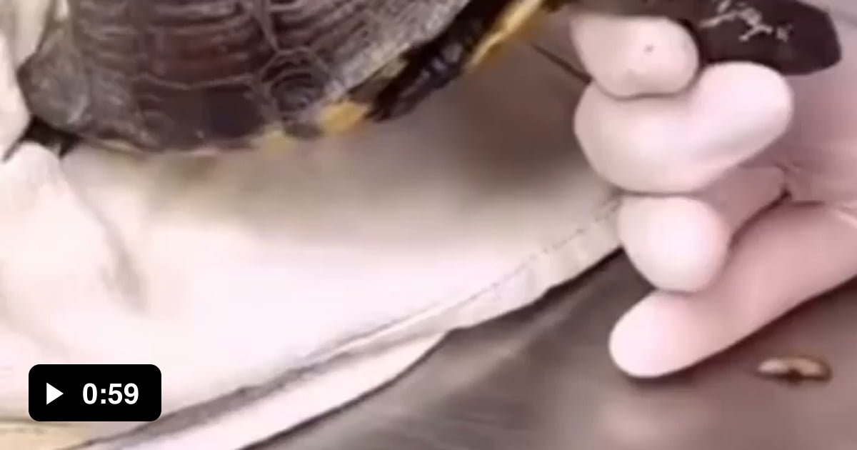 This poor turtle was saved by removing a huge amount of worms from its ...