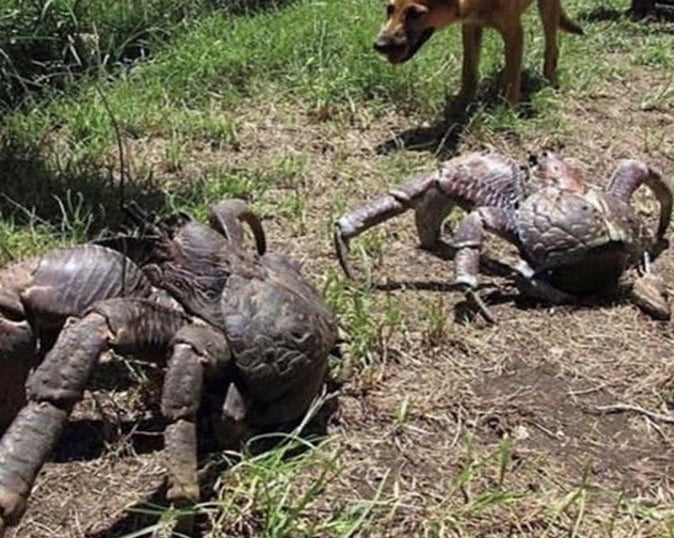 Coconut crabs are the largest land-living arthropod in the world - 9GAG