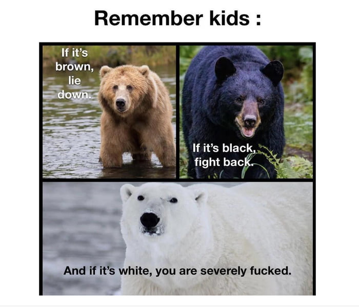 Bear, bear and bear - 9GAG