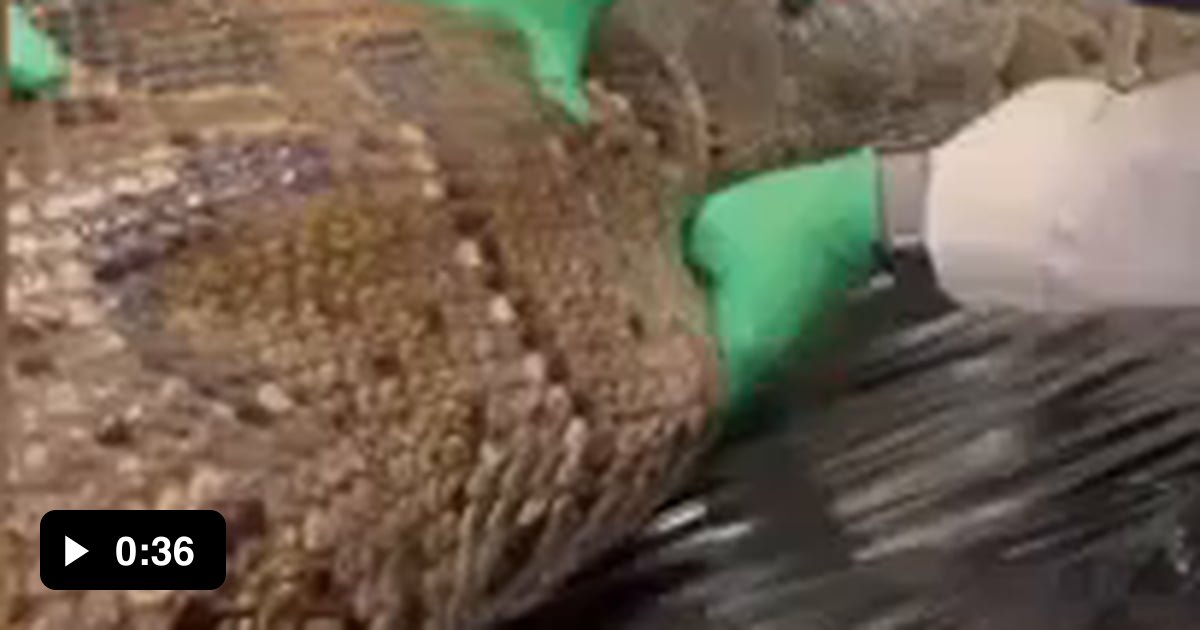 A 5 ft. alligator is pulled out of a 18ft. python in Florida! - 9GAG
