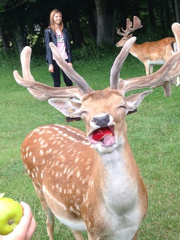 Derpy deer eating an apple 9GAG