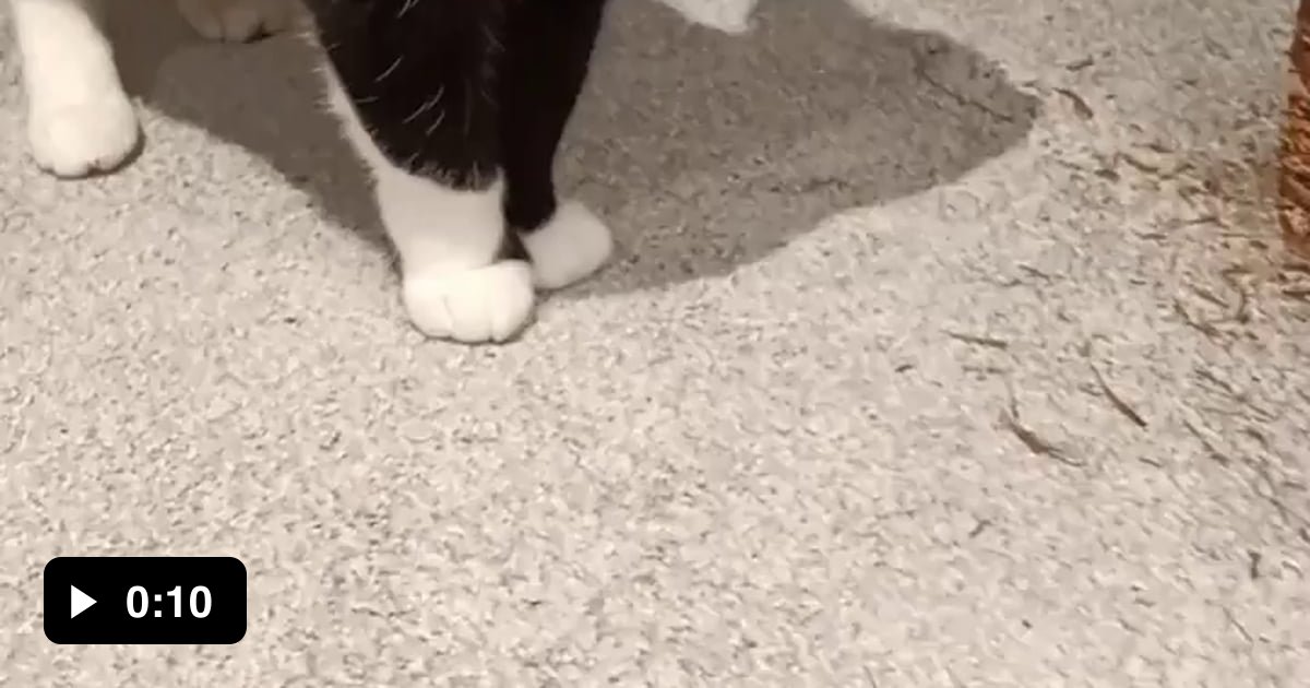 She Looks Dainty But Has Such A Croaky Meow 9GAG She Looks Dainty But Has Such A Croaky Meow 9GAG