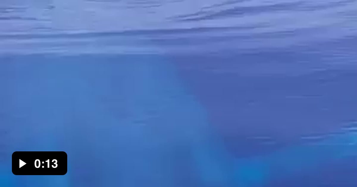 The Largest Animal In The World Spotted 9GAG the-largest-animal-in-the-world-spotted-9gag