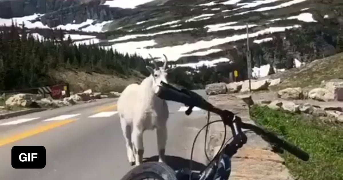 They call him Lionel, the GOAT of all goats. 9GAG