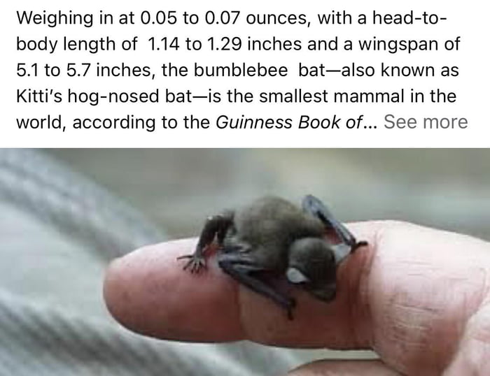 Bumblebee bat ️ 9GAG