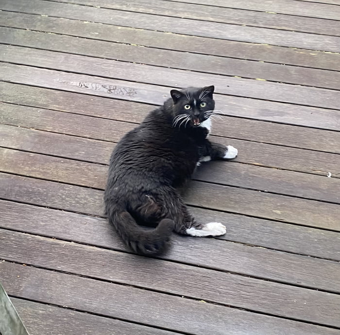 Midyell derpy cat of 15 years now. She doesnt drink inside water