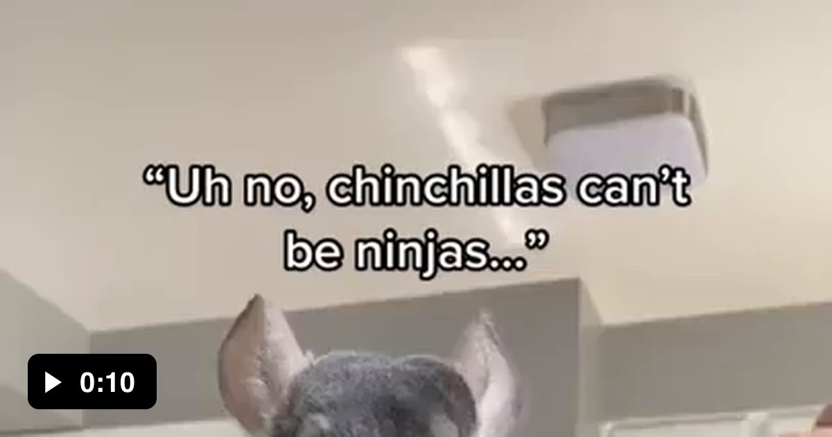 Ninchilla. The rodent warrior. - 9GAG