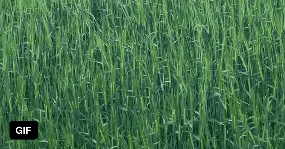 Dog jumps like a kangaroo 9GAG