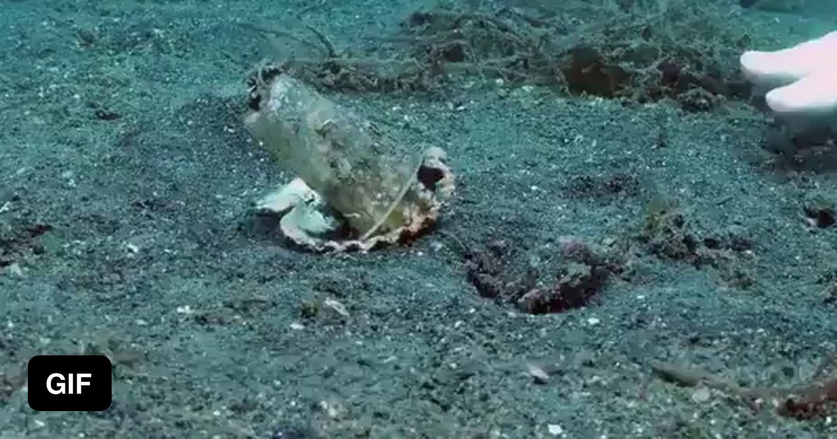 Diver helping an Octopus to trade his plastic cup for the perfect size