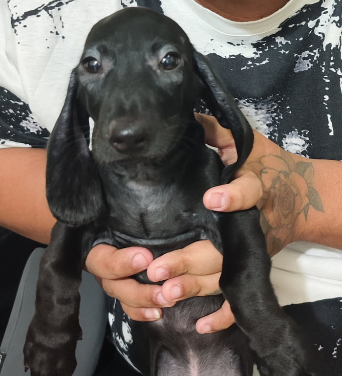 My first dog ever - 9GAG