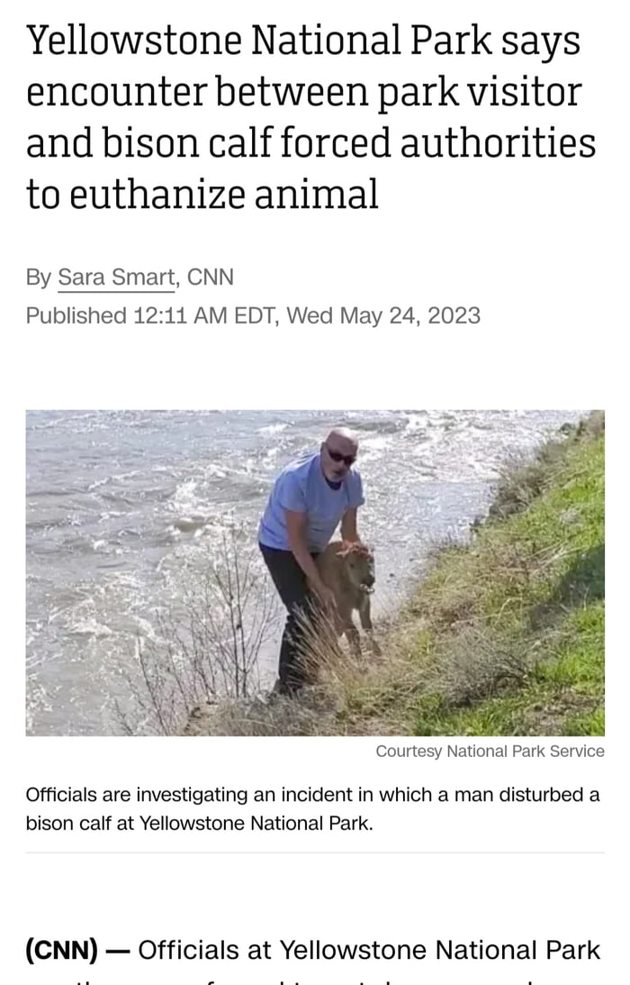 In short, a byson calf was euthanized because a man helped it cross a ...