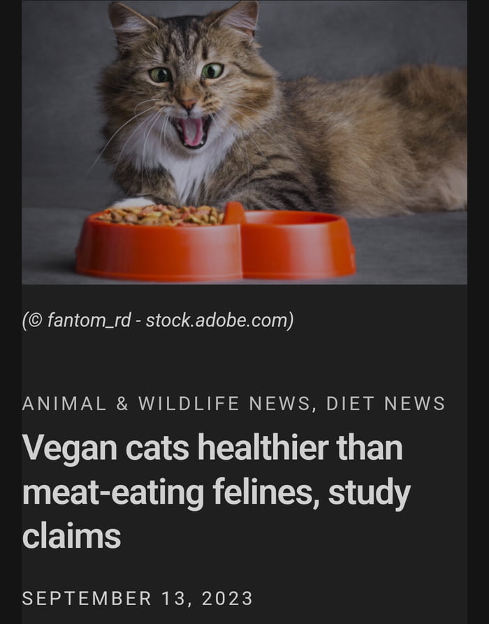 Dead cats incoming! - 9GAG