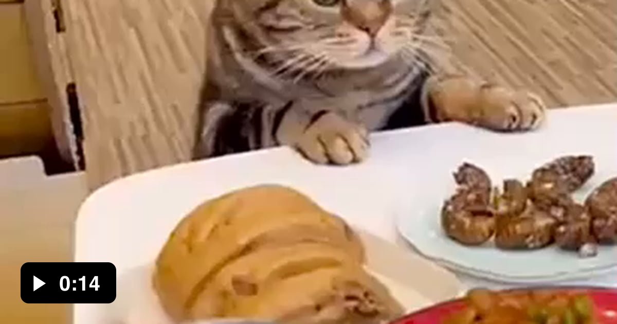 Hungry meow meow 9GAG