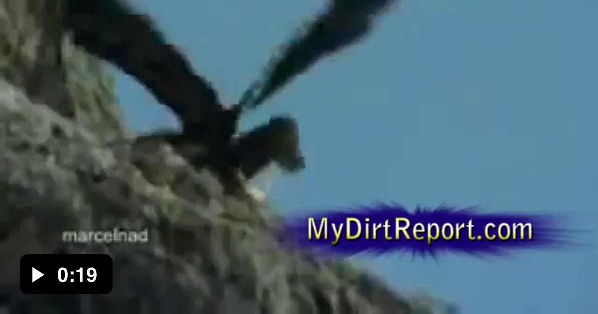 Eagle throws goat off cliff to its death 9GAG