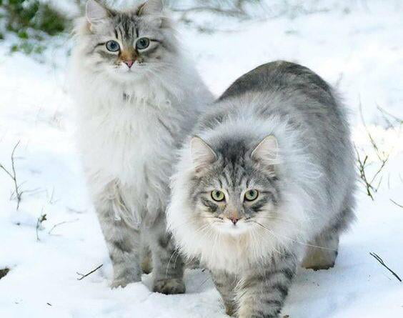 Arctic Cats - 9GAG