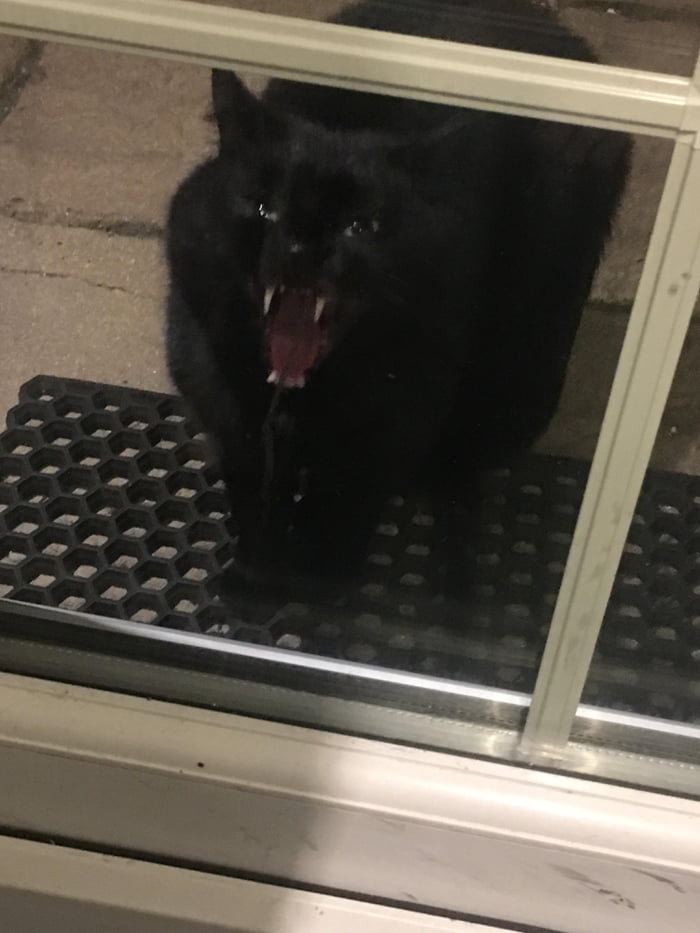 This Mean Cat Comes To My Garden Door Every Night And Will