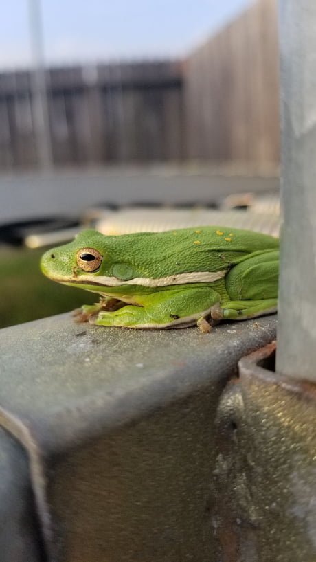 I Found A Frog In My Backyard - Backyard Design