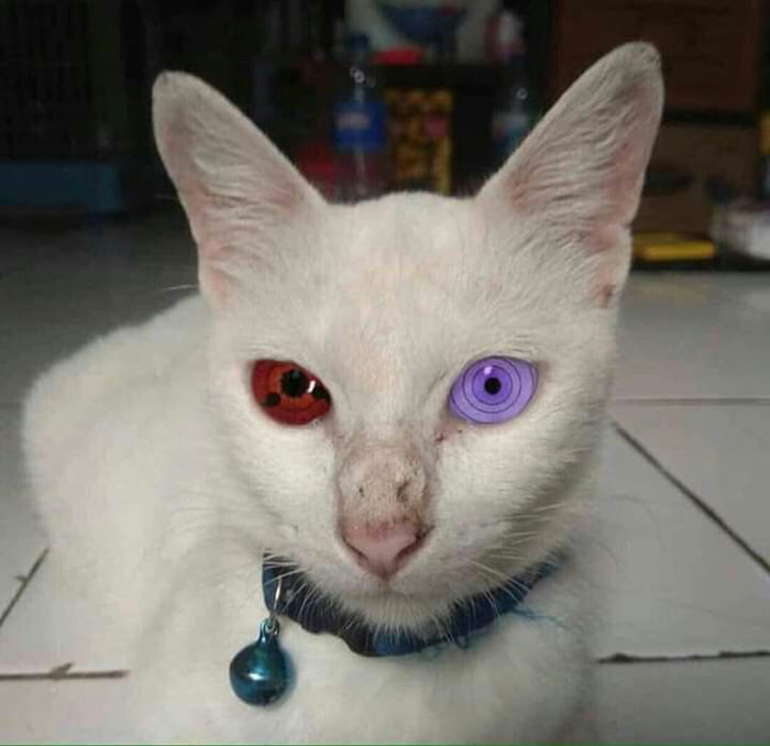 Now we know why cat so cool 9GAG