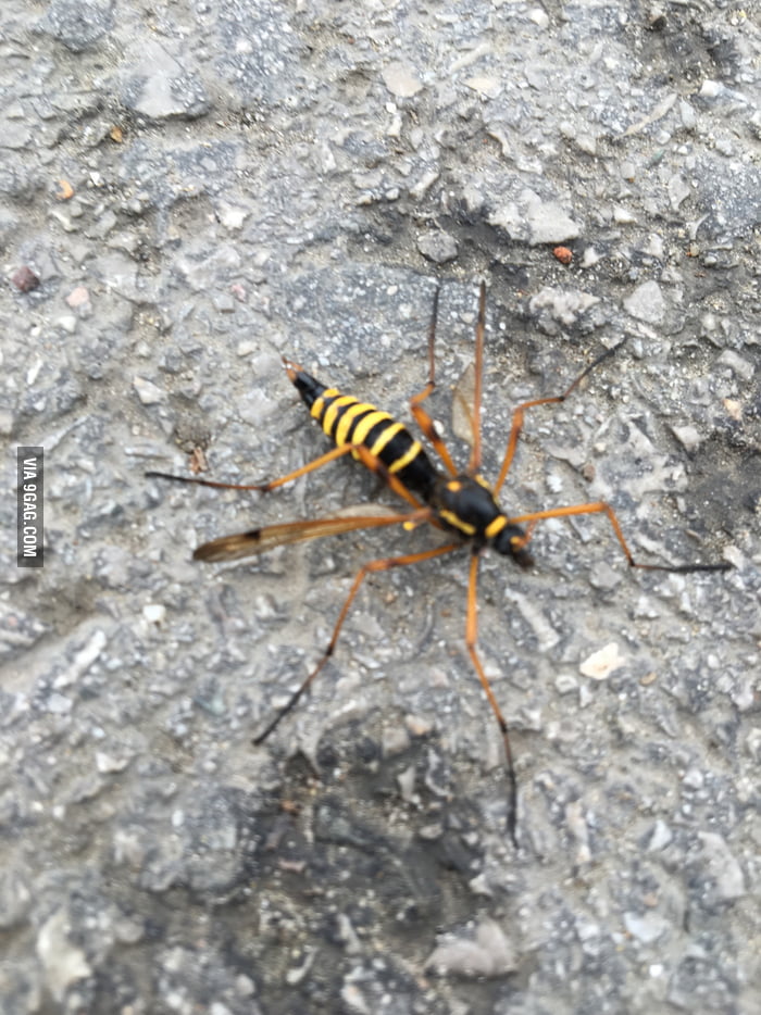 The biggest nope just happened to me… Spider-wasp hybrid - 9GAG