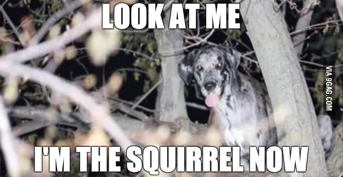 Firefighters had to rescue a 120 lb Great Dane who got stuck in a tree ...