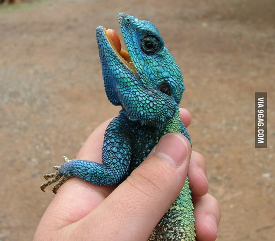 A Blue Headed Agama. South Africa - 9GAG