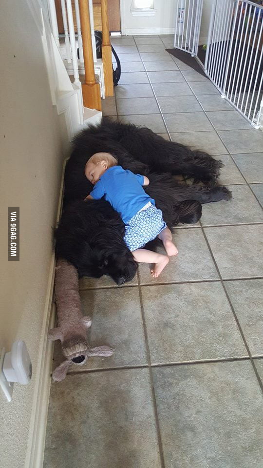 Best Pillow Ever 9GAG