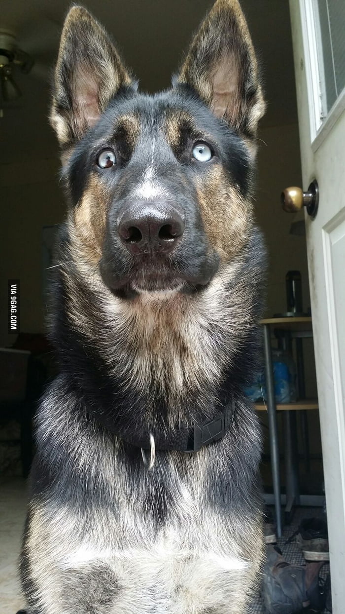 My boy is so handsome - 9GAG