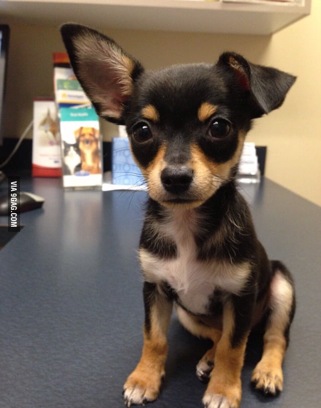 Trip to the vet - 9GAG