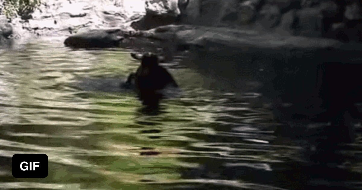 Pig saves a drowning goat 9GAG