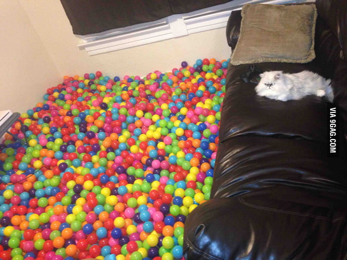 cat ball pit