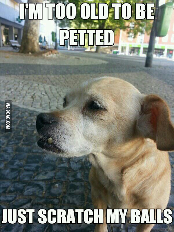 Too old to be petted - 9GAG