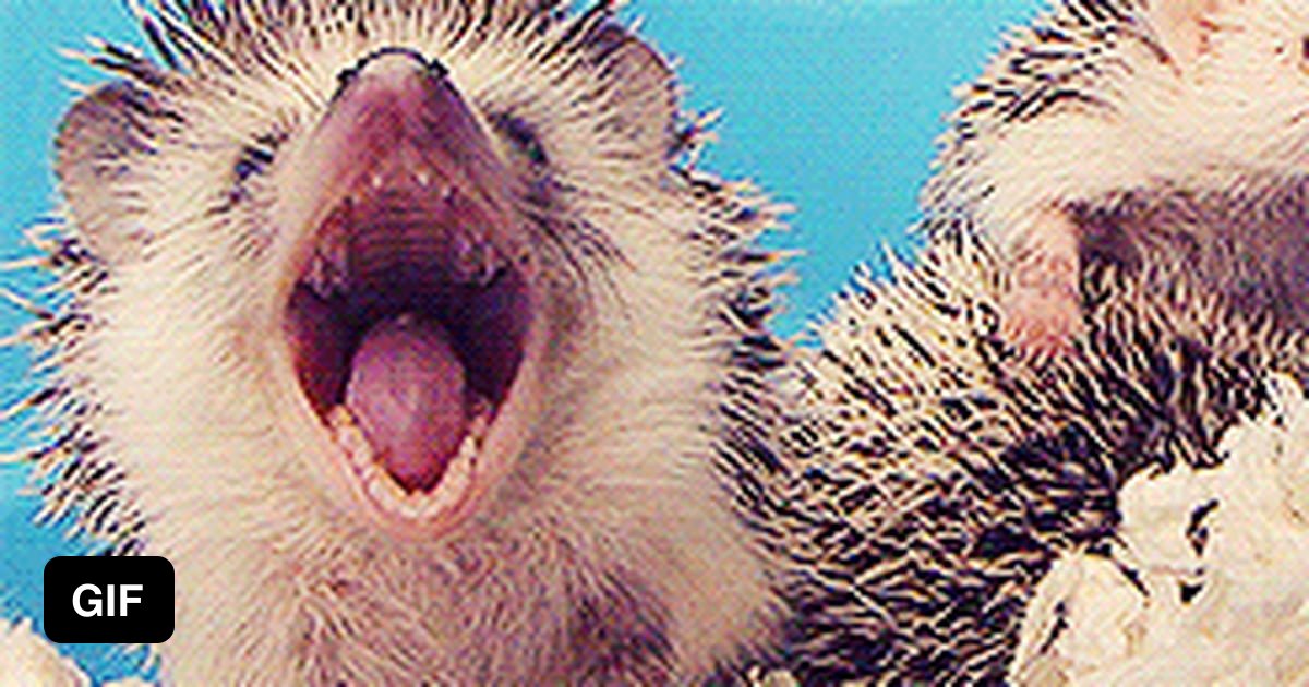 Yawning Baby Hedgehog 9GAG